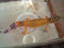 HY x Tang female