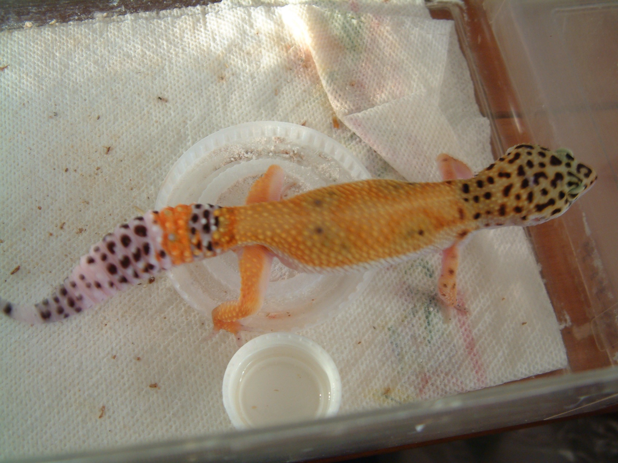 HY x Tang female
