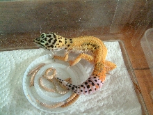 2003 HY x Tang female