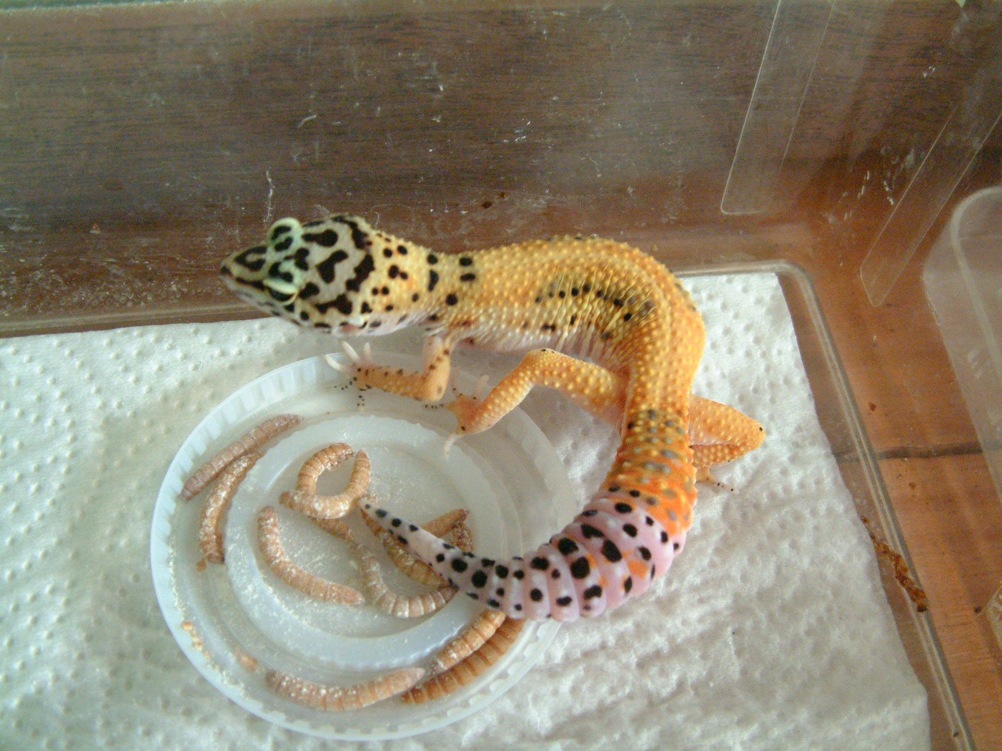2003 HY x Tang female