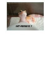 Baby Tremper Albino
