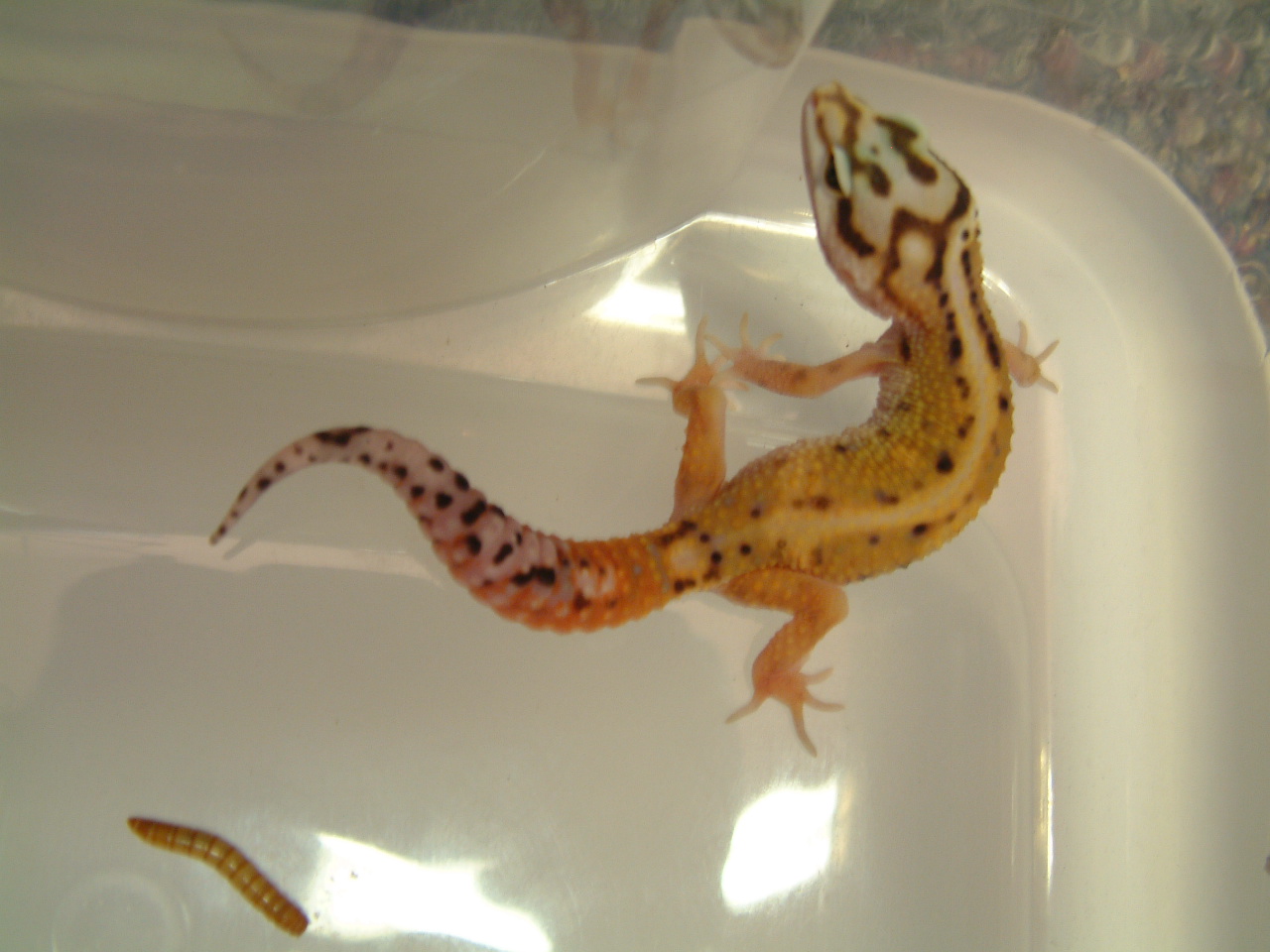 Tremper Designer