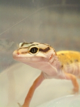 Male tremper designer head shot