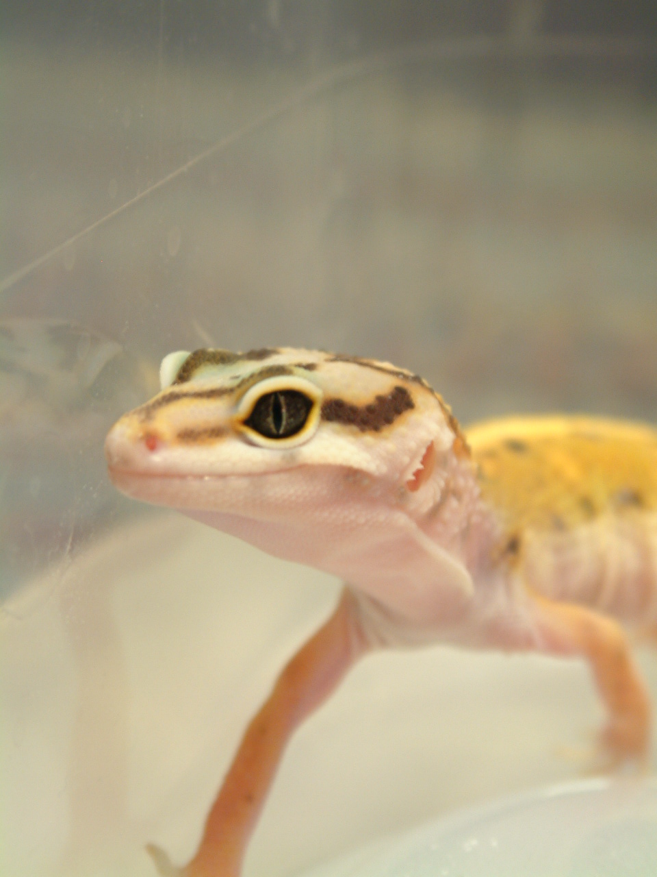 Male tremper designer head shot