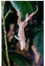 Crested Gecko or Bat?
