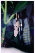 Crested hanging different view