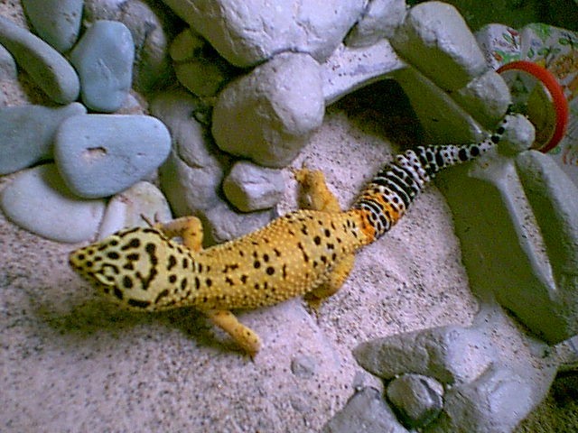 Tangerine Male