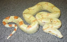 Paradox Albino