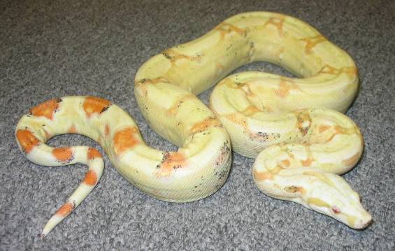 Paradox Albino