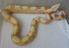 Albino