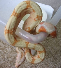 Albino