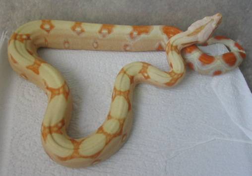 Albino