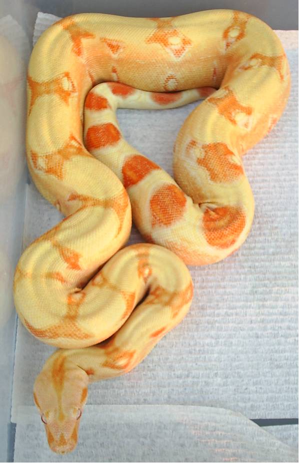 albino female het stripe