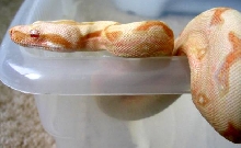 Albino