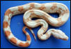 Albino