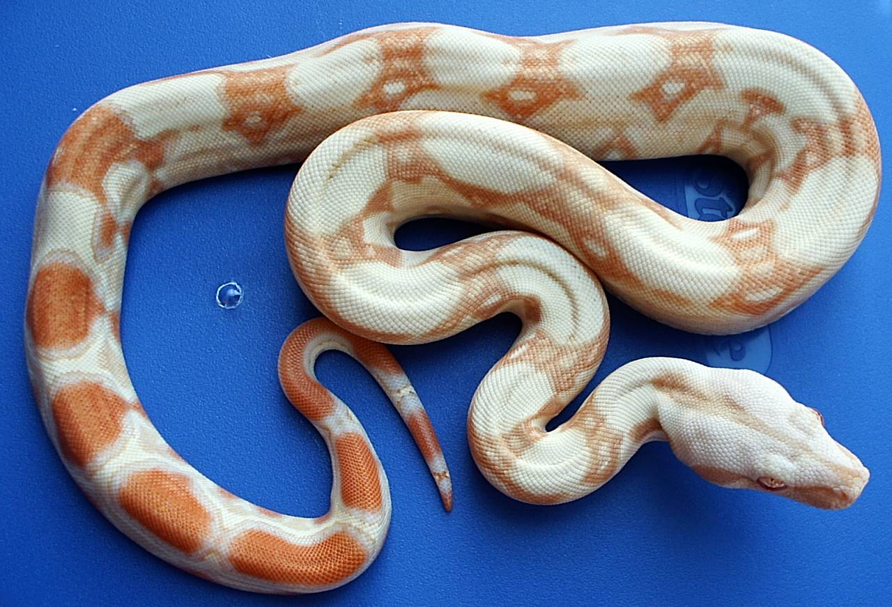 Albino