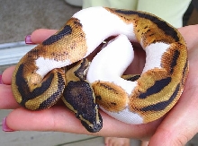 male pied