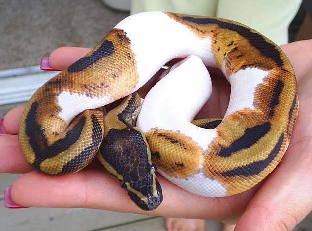 male pied