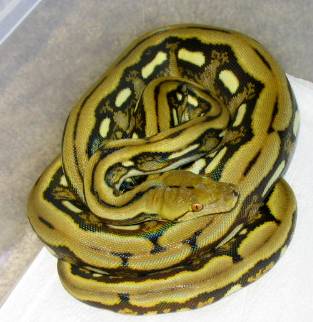 Tiger het for albino