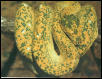 Turmeze's Original Male Lemon
