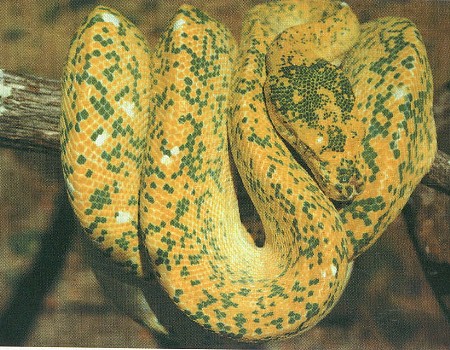 Turmeze's Original Male Lemon