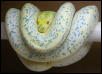 greg schroeder's Lemon female
