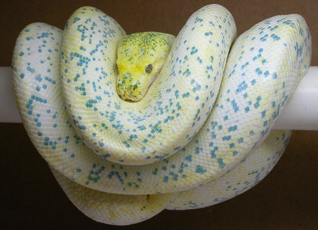 greg schroeder's Lemon female