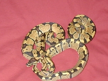 reduced pattern