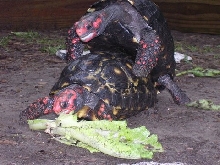 Nine inch Cherryheads mating