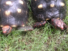 Cherryhead Pair