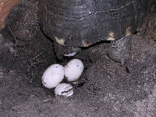 Cherry Head Eggs