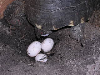 Cherry Head Eggs