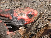Female cherry head close-up.