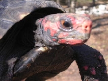 Male Cherry head-head shot