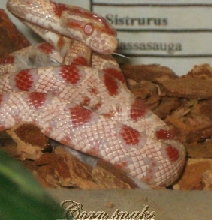 corns first constriction