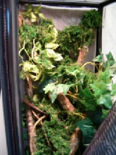 green snake cage