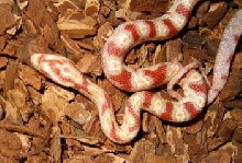 corn snake baby
