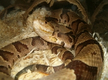 Dixie the copperhead