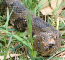 nc