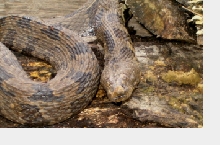water snake