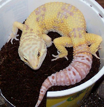 My Rainwater Sunglow