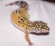 My crested's cage