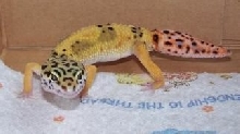 Rex!