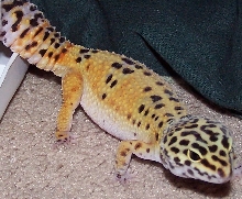 leo