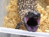 angry little friend
