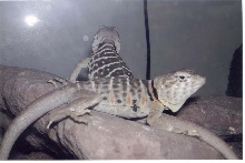 female vestigium 03