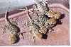 hatchling yellow headed collared lizards