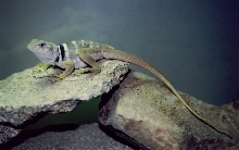 female dickersonae collared lizard
