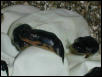 Diamond Pythons Hatching
