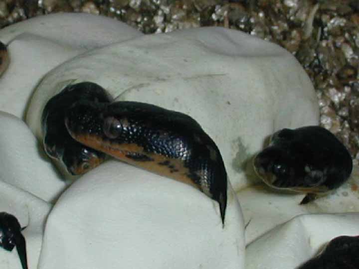 Diamond Pythons Hatching